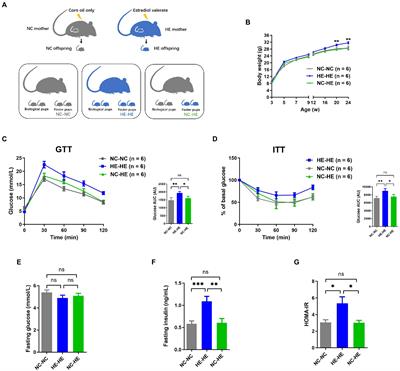 Surrogate fostering of mice prevents prenatal estradiol-induced insulin resistance via modulation of the microbiota-gut-brain axis